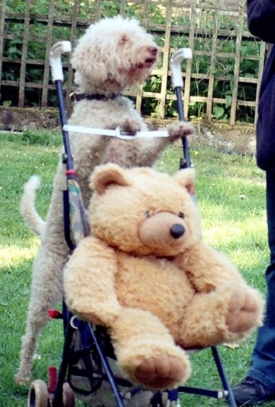 EDDIE the Lagotto