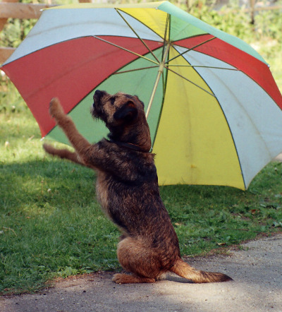 HARRY the Border Terrier