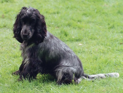TESSA the Cocker Spaniel