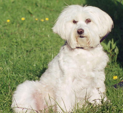 MILLIE the Tibetan Terrier