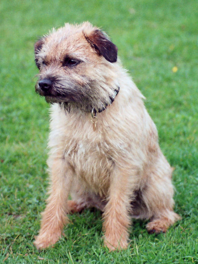 BARLEY the Border Terrier