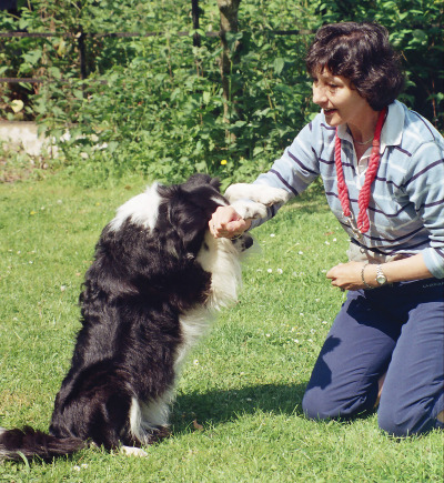 GYPSY the Border Collie