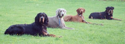 FLYNN, BAILEY, KUTYA & CINDERELLA