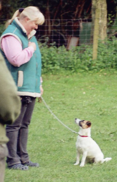 HATTIE the Jack Russell