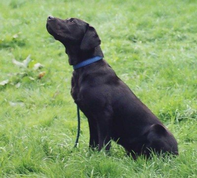 SAMMI the Labrador