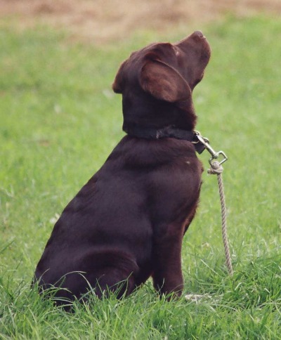 LILY the Chocolate Labrador