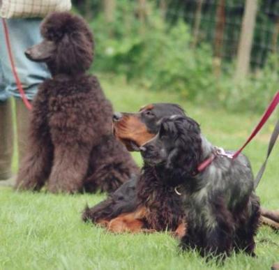 MELODY, FLYNN & TESSA